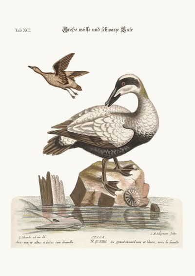 The Great Black and White Duck, 1749-73 by George Edwards